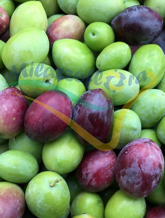 Olea europea Olea europea