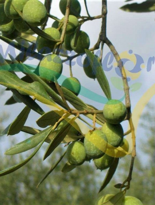 Olive tree Olive tree