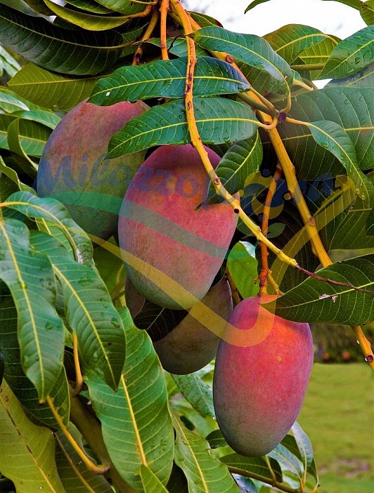 Particolare del frutto maturo