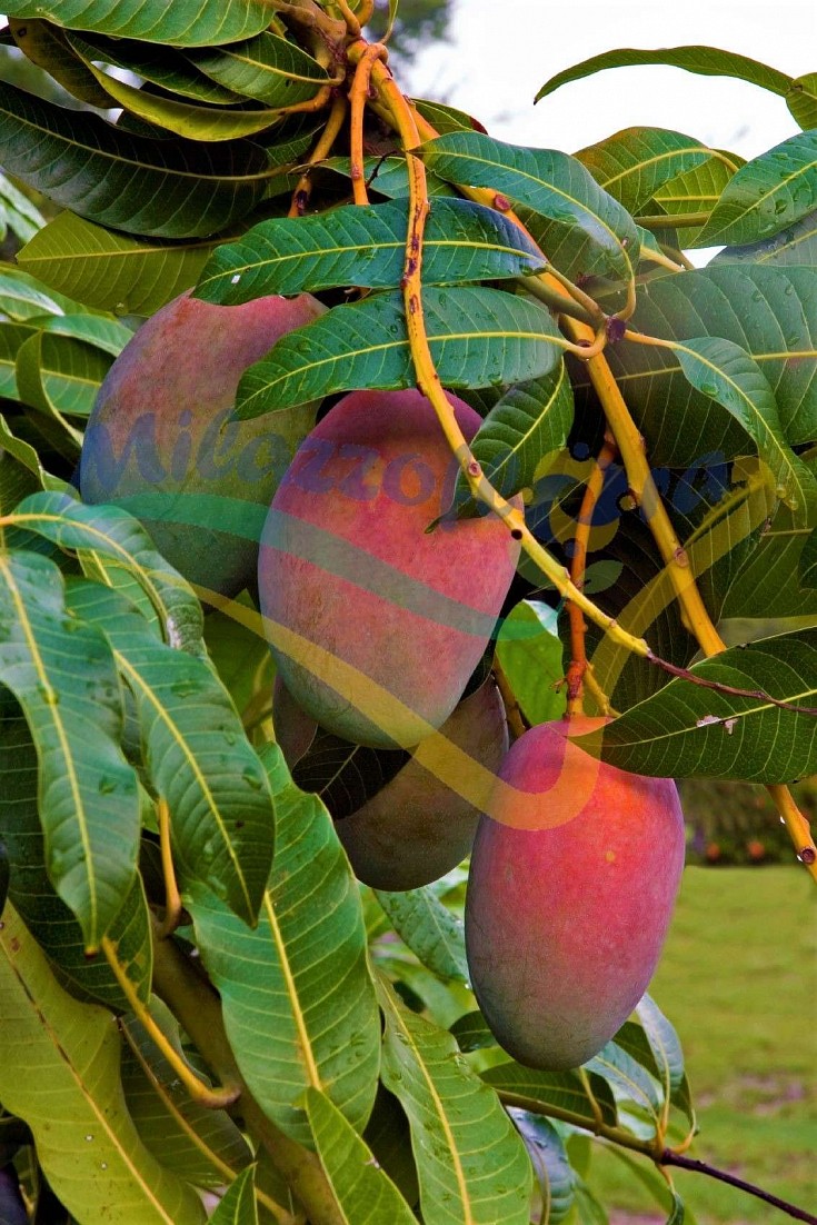 Particolare del frutto maturo Particolare del frutto maturo