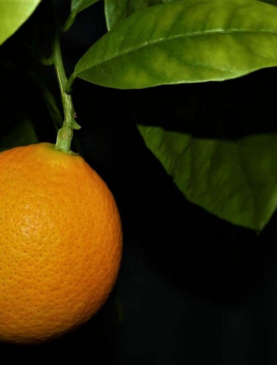 The Calabrese orange