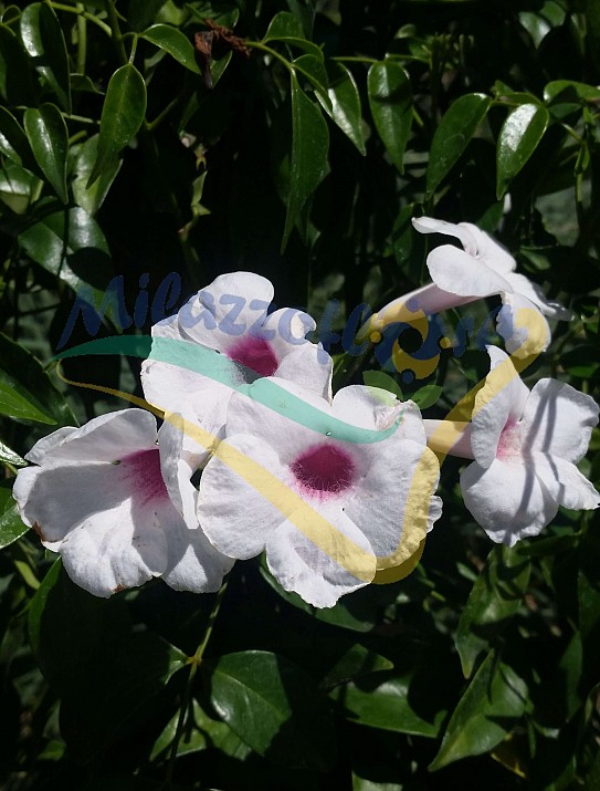 Bignonia blanca Bignonia blanca