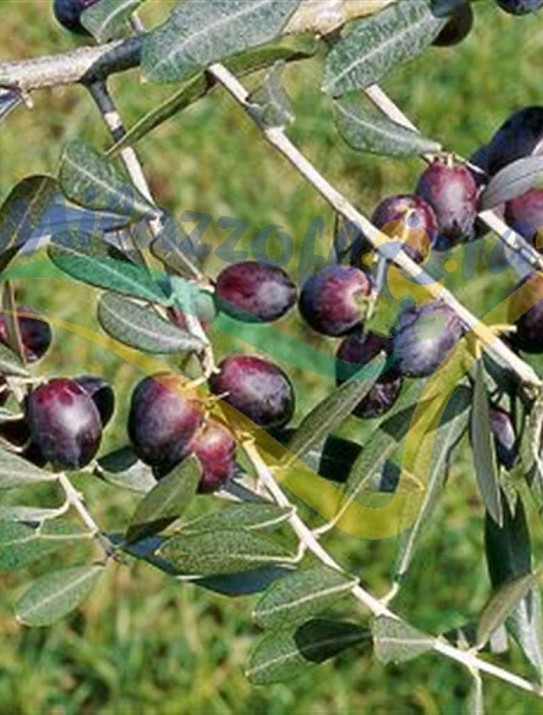 Olea europea Olea europea