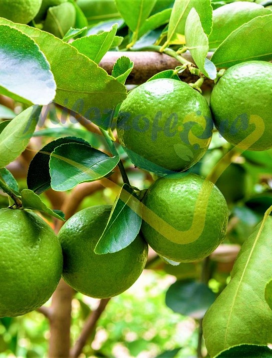Tahiti lime or Persian Lime