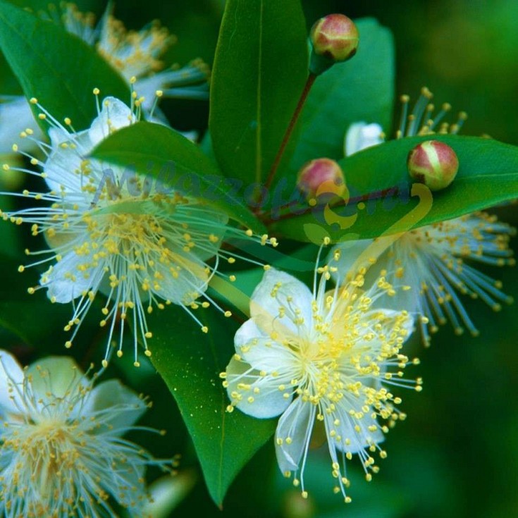 Particolare del fiore di Myrtus Particolare del fiore di Myrtus