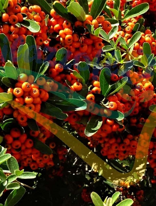 Pyracantha coccinea Pyracantha coccinea
