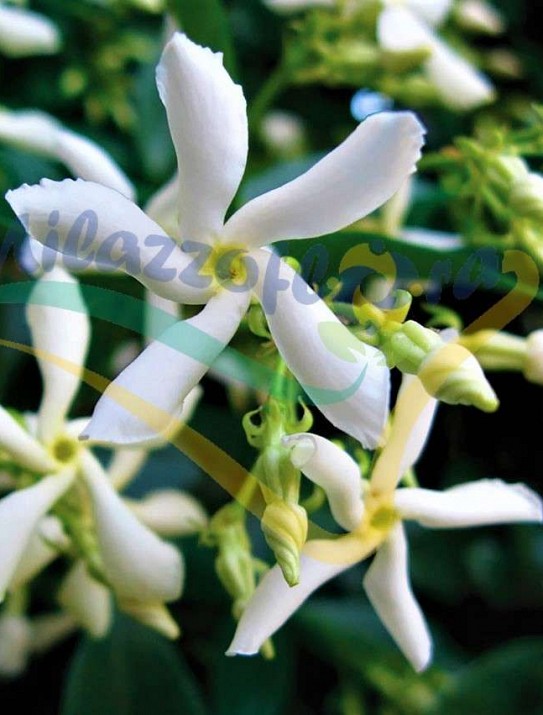Trachelospermum jasminoides Trachelospermum jasminoides