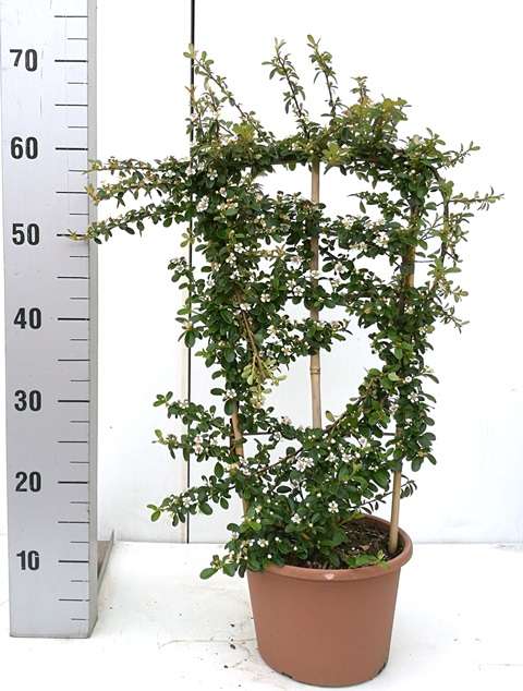 Les Cotonéasters Les Cotonéasters