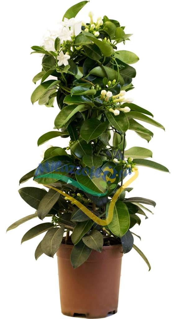 Produzione Eredi Sciotto Mariano Produzione Eredi Sciotto Mariano