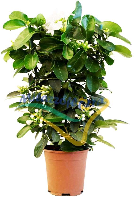 Produzione Eredi Sciotto Mariano Produzione Eredi Sciotto Mariano