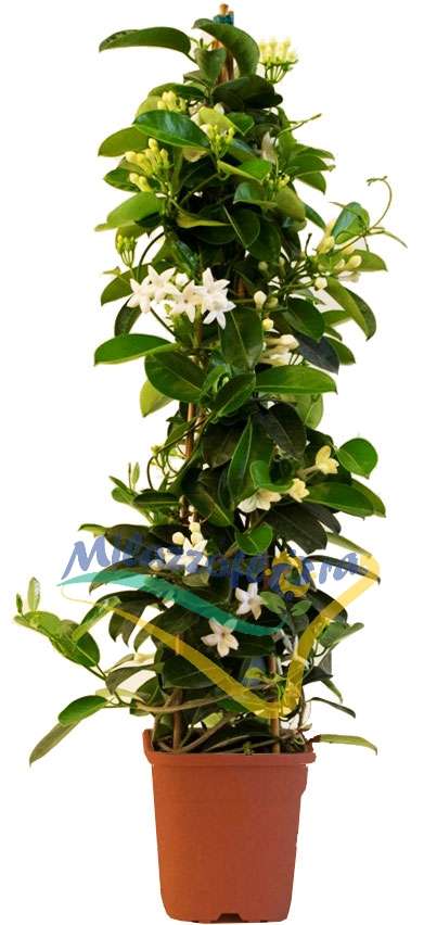 Produzione Eredi Sciotto Mariano Produzione Eredi Sciotto Mariano