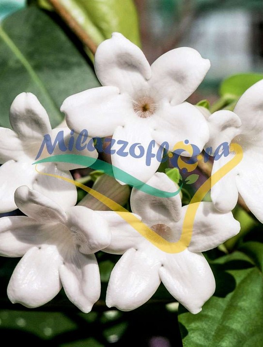 Jasmin de Madagascar Jasmin de Madagascar