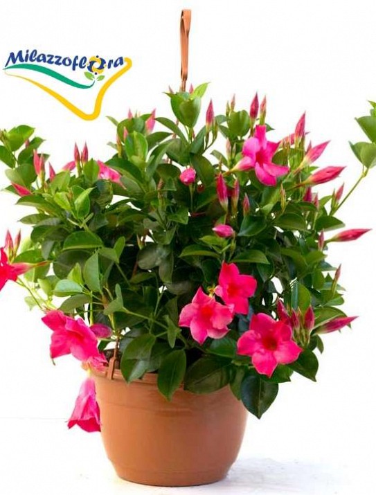 Dipladenia Dipladenia