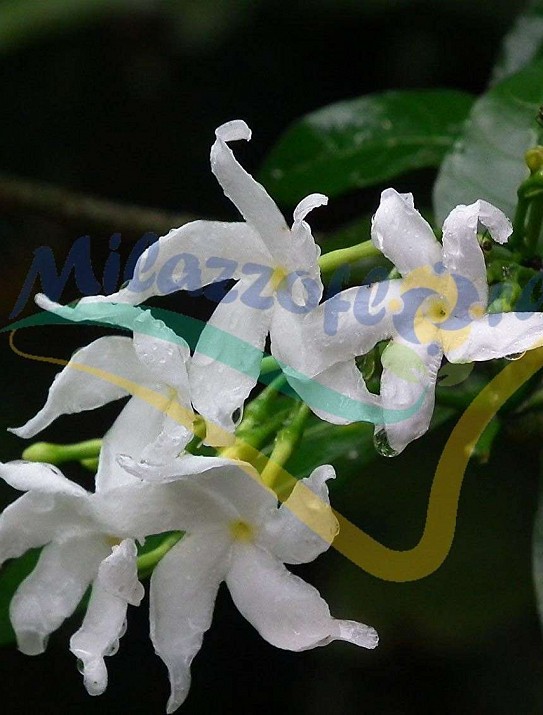 Tabernamontana divaricata Tabernamontana divaricata