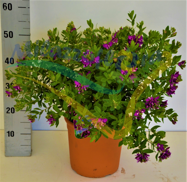 Polygala vaso diametro 22 Polygala vaso diametro 22