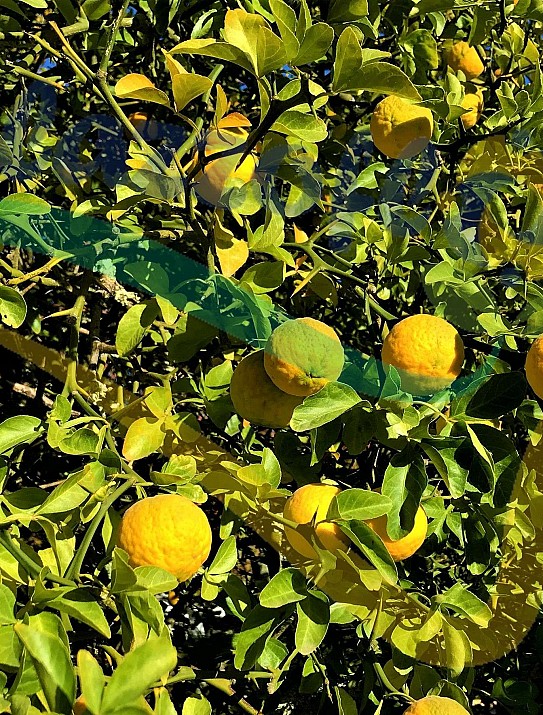 El naranjo espinoso