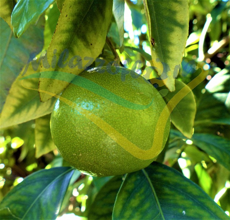 La Varietà Mapo è l'incrocio fra il mandarino cultivar Avana e il pompelmo cultivar Duncan