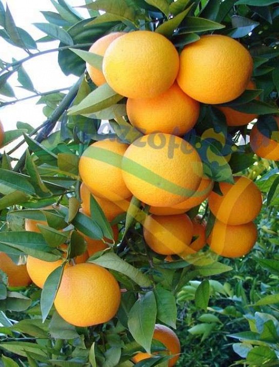 Las naranjas valencia