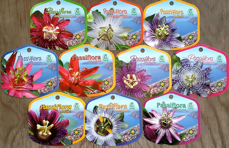 Varietà in coltivazione Varietà in coltivazione