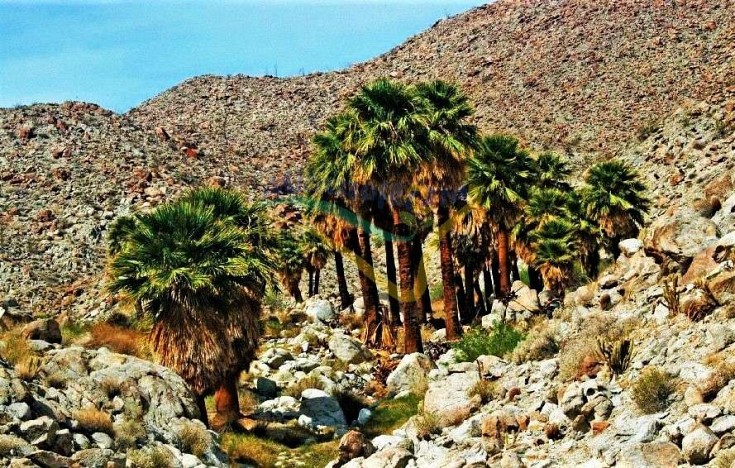 Nell'ambiente del Sud della California Nell'ambiente del Sud della California