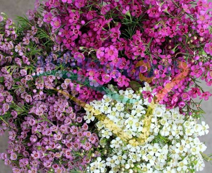 Mix di varietà Mix di varietà