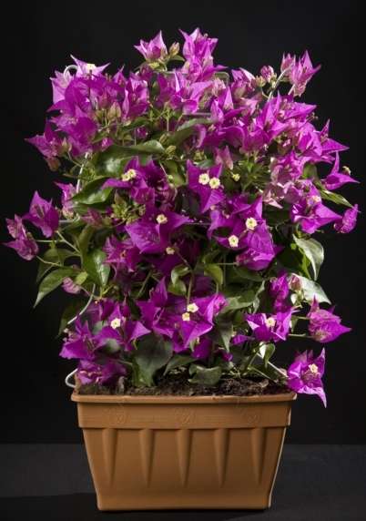 Produzione: Anania Domenico Produzione: Anania Domenico