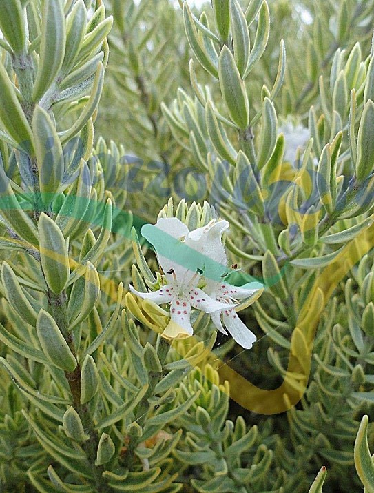 Westringia fruticosa Westringia fruticosa