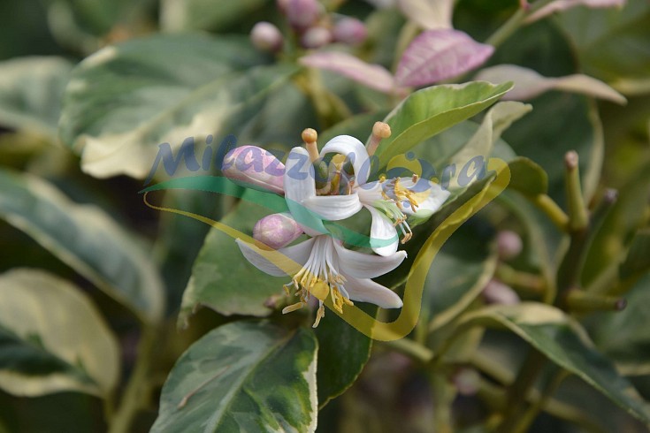 Zagara di limone variegato Zagara di limone variegato