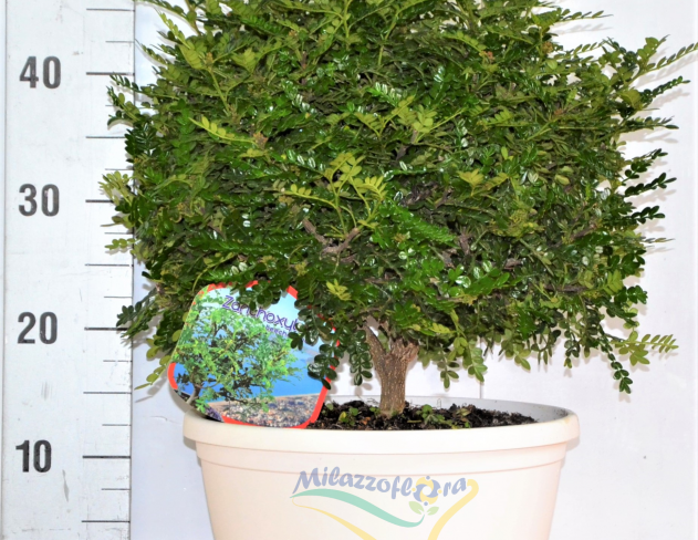 ZANTHOXYLUM...let's talk about ZANTHOXYLUM...let's talk about
