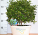 Zanthoxylum ciotola rumba diametro 30, litri 18